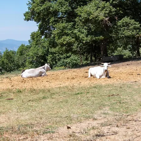 Σπίτι διακοπών Con Piscina In Toscana, Tribbiano Αρέτσο